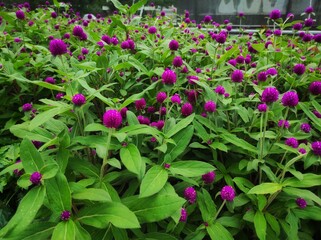 Gomphrena globosa, The crown flower is a species of flowering plant of the genus Gomphrena.
