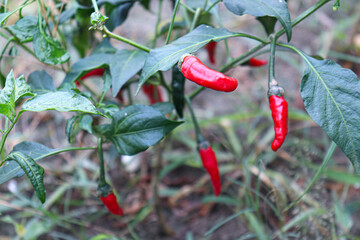 hot and spice chili on tree
