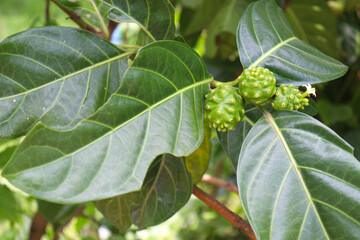 Morinda citrifolia noni fruit on tree