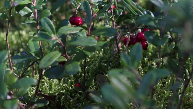 Close up of growing lingonberry in the forest