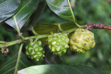 Morinda citrifolia noni fruit on tree
