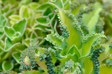 crassulaceae, Kalanchoe hybrid or Mother of Thousands or Kalanchoe or succulent