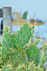 Opuntia tuna, Angiosperms or  Opuntia or Cactaceae or  Tuna Cactus or Prickly Pears