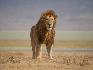 Lion male in Ngorongoro National Park