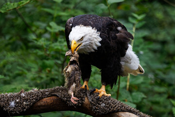 An American Bald Eagle holding a dead bird in its beak while perched on a tree branch in Eatonville, Washington.