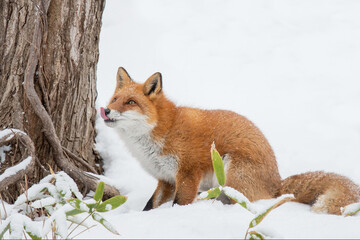 冬のキタキツネ