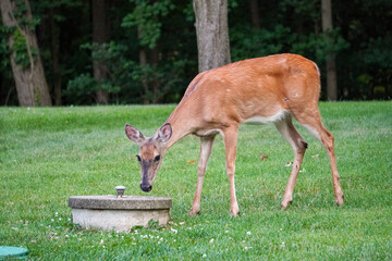 Female Deer Eating