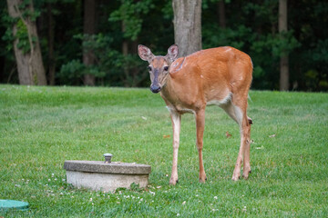 Female Deer Eating