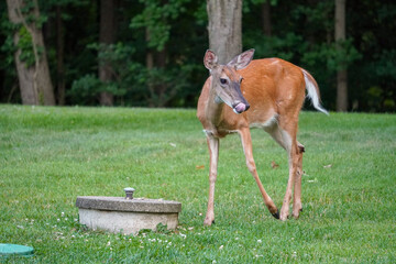 Female Deer Eating