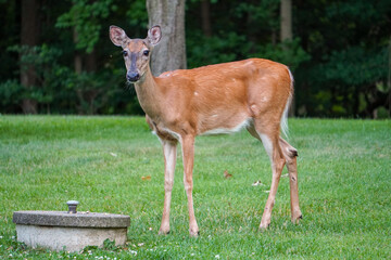 Female Deer Eating