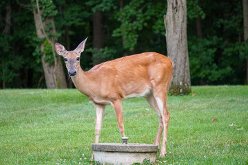 Female Deer Eating