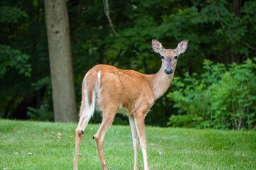 Female Deer Eating