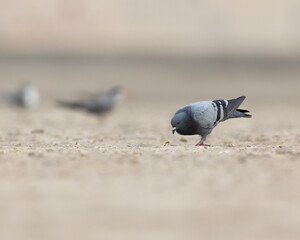 Fototapeta premium Rock Pigeon searching for food on the ground