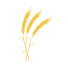 Vector wheat spikelets with grains. Botanical outline drawing of cereal grain crop with seed ears and spikes. Agriculture plant. Vector illustration isolated on white background