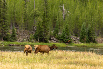 Naklejka na ściany i meble Elk in Open Meadow in Wyoming