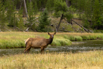 Elk Crossing a River, Elk of Northern Wyoming