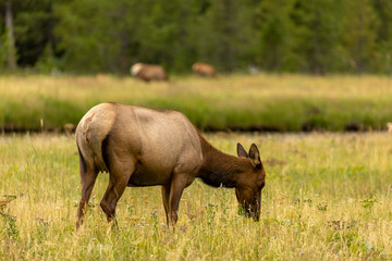 Wild Elk Herd Grazing Along River in Wyoming