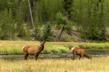 Elk Drinking From Rushing River in Wyoming, USA