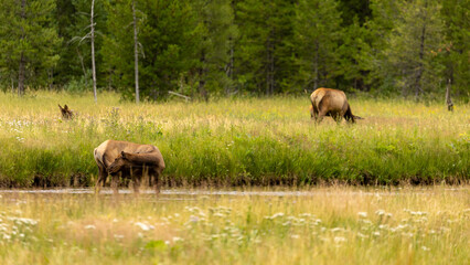 Herd of Elk in Open Meadow with River