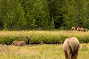 Fototapeta premium Elk Crossing River in Wyoming, Wildlife of Wyoming