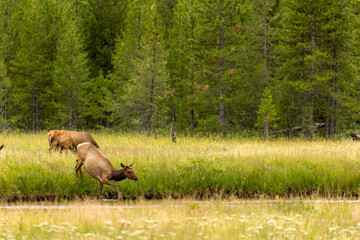 Naklejka na ściany i meble Elk Crossing Wide River Bed, Wyoming Elk Photograph