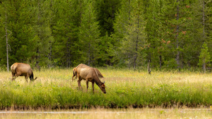 Wild Elk Grazing in Green Meadow