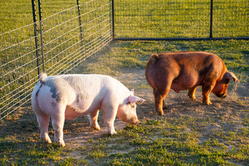 Pigs wondering the pen