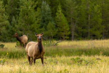 Pregnant Elk in Open Grasslands, Meadow Outside of Forest in Wyoming