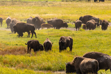 Herd of Bison in Open Grasslands in Wyoming