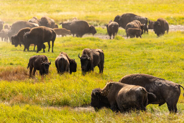 Herd of Bison in Open Prairie