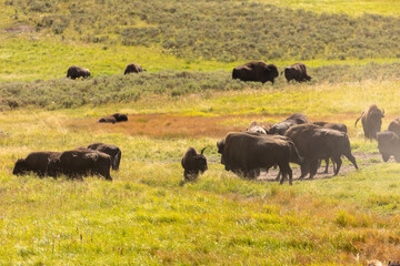 Buffalo in Yellowstone National Park
