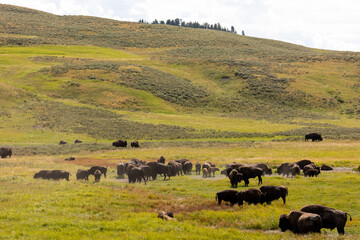 Bison Herd in Hayden Valley Yellowstone