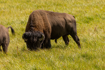 Bull Bison in Wyoming, Close up of Bull