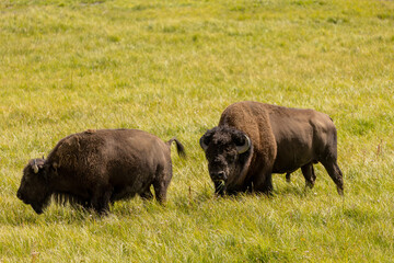 Male Bull Bison in Yellowstone National Park