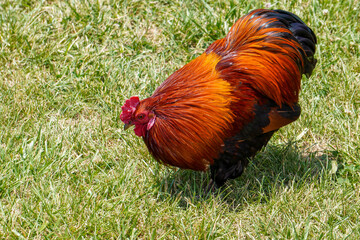 Rooster on the chicken run