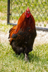Rooster on the chicken run