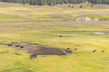 Herd of Buffalo in Open Field