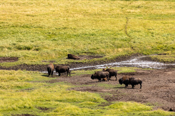 Herd of Bison in Hayden Valley