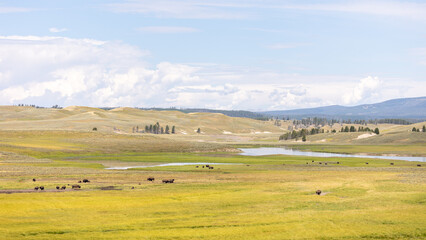 Obraz premium Yellowstone National Park Wildlife Aug 2022