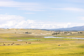 Bison in Hayden Valley Yellowstone National Park