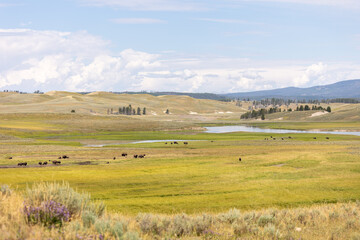 Fototapeta na wymiar Bison in Yellowstone National Park August 2022