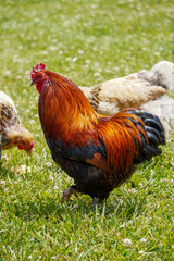 Rooster on the chicken run