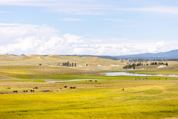 Yellowstone National Park Beautiful Bison Landscape © Dylan