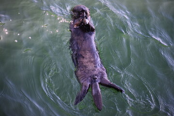otter floating