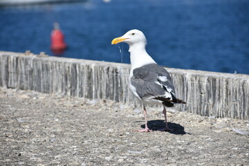 seagull on the beach
