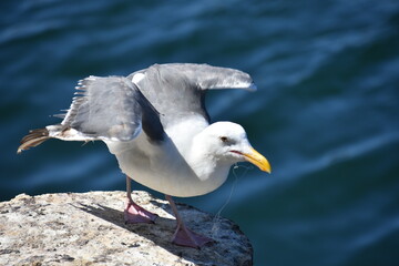 seagull on the beach