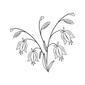 Bell flower. Wild linear bell on a stem with a leaf. Blooming bluebell in doodle style. Delicate bell, flowering plant. Botanical drawing of a blooming bluebell on a white background