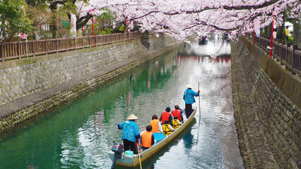 Cherry blossoms and going downstream in a boat
