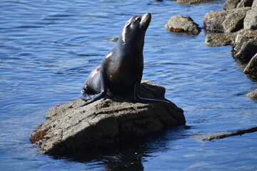 sea lion on the rock