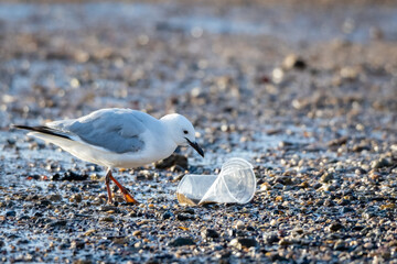 Seagull at the beach picking at a plastic cup that has washed up on the shore. Environmental human impact